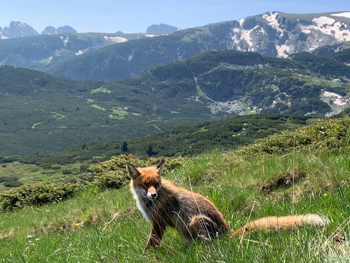Flora and fauna of Rila Mountain